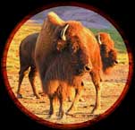 golden_buffaloes